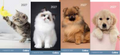 Collins Diary Rosebank Cats & Kittens 2 Weeks to View 2027