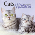 2027 Cats & Kittens Square Wall Calendar