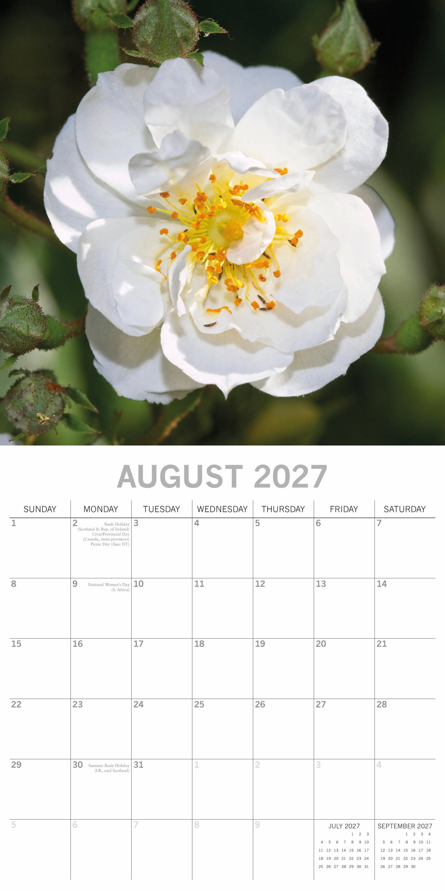 2027 Roses Square Wall Calendar