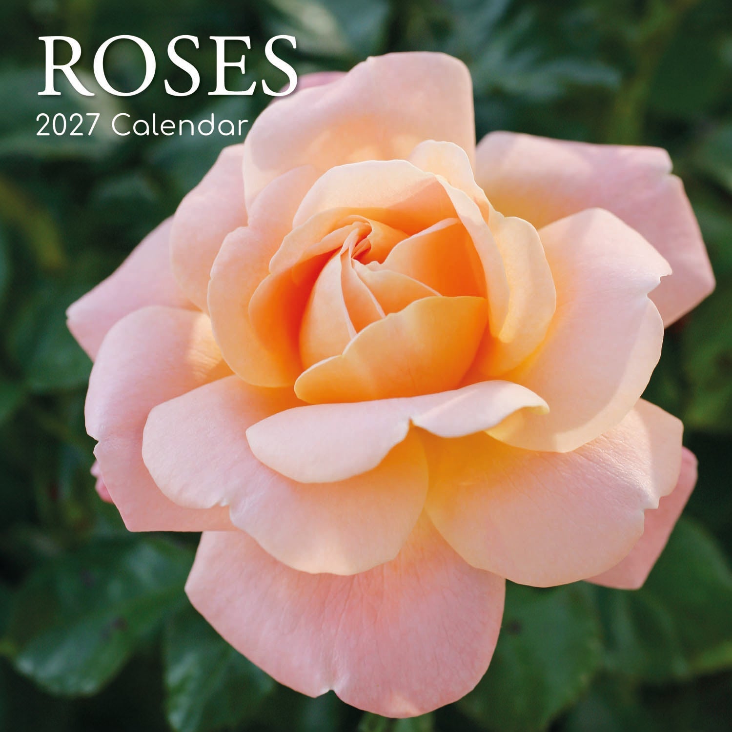2027 Roses Square Wall Calendar