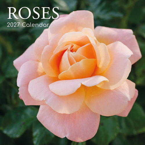 2027 Roses Square Wall Calendar
