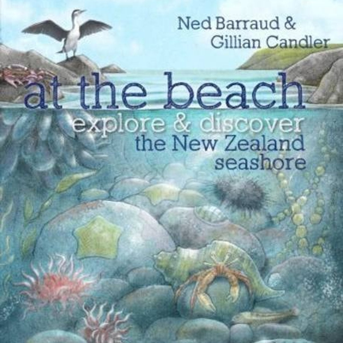 At the Beach Explore & Discover the New Zealand Seashore