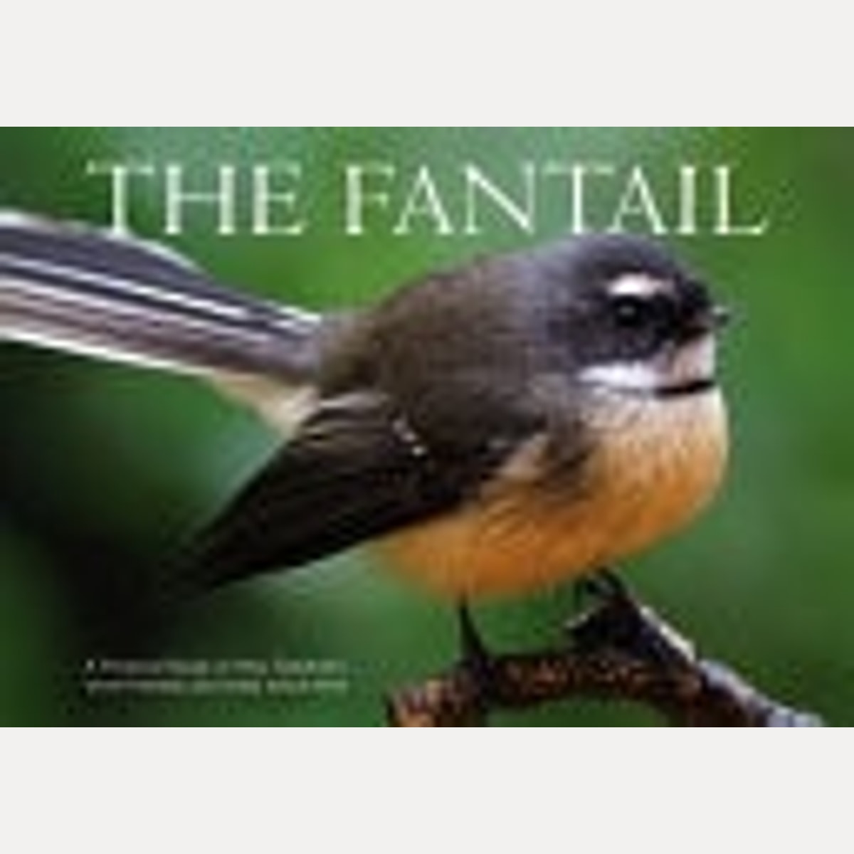 The Fantail Extraordinary Aviator, Neil Page,Anne Webb