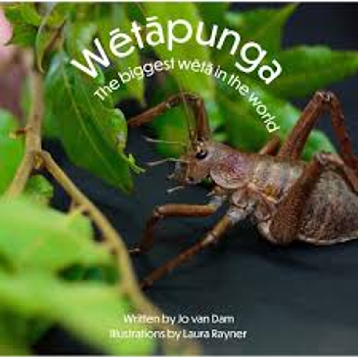 Wetapunga